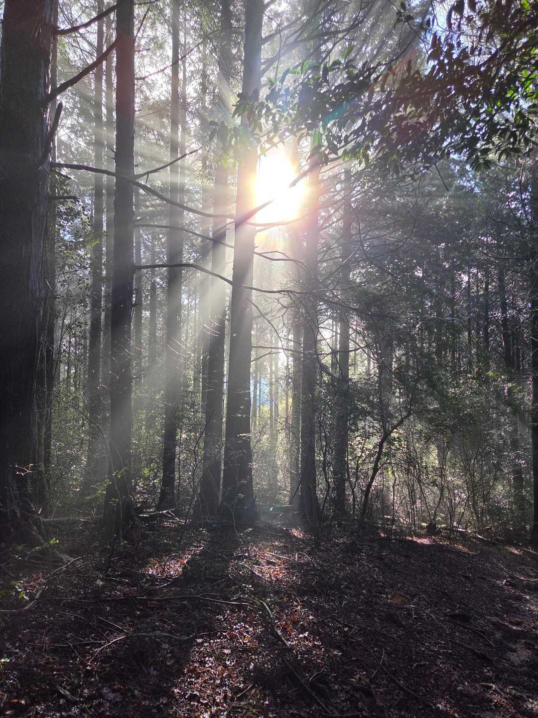 神々しい木漏れ日🌲☀️🌲