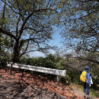 日差しが強すぎて？足元の葉っぱも紅葉みたいに焼けてる