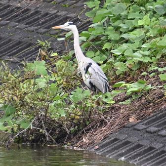 おおー白鳥の湖とおもったら、さぎ