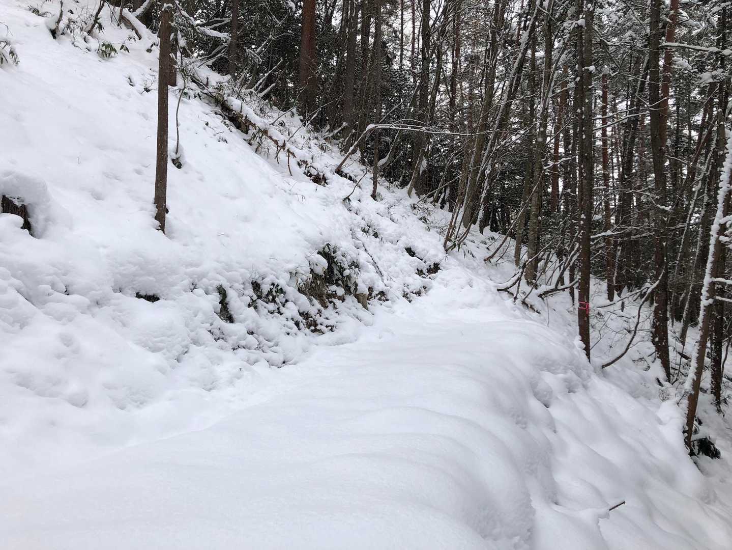 林道をショートカットしてまた林道に出たら行き止まり