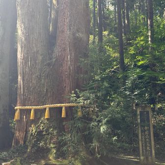 御岩神社の三本杉、樹齢五百年