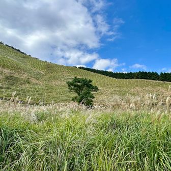 急登は離れて見ると
草滑り出来そうなくらい
緩やかに見える(｡･ω･｡)