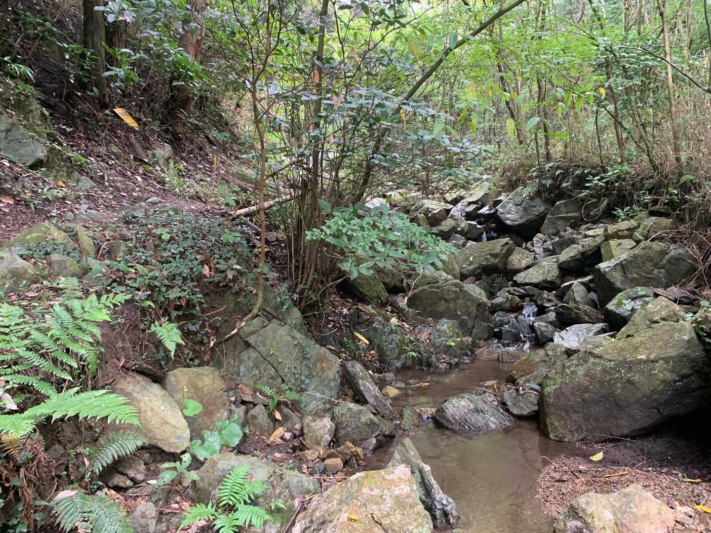最初は沢沿いですが虫さんは殆ど居ません☺️