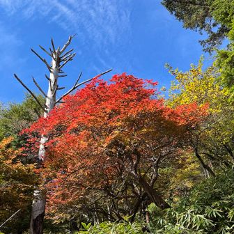今日は雲がテーマになった😅ので、
紅葉写真はこれにしよう🍁