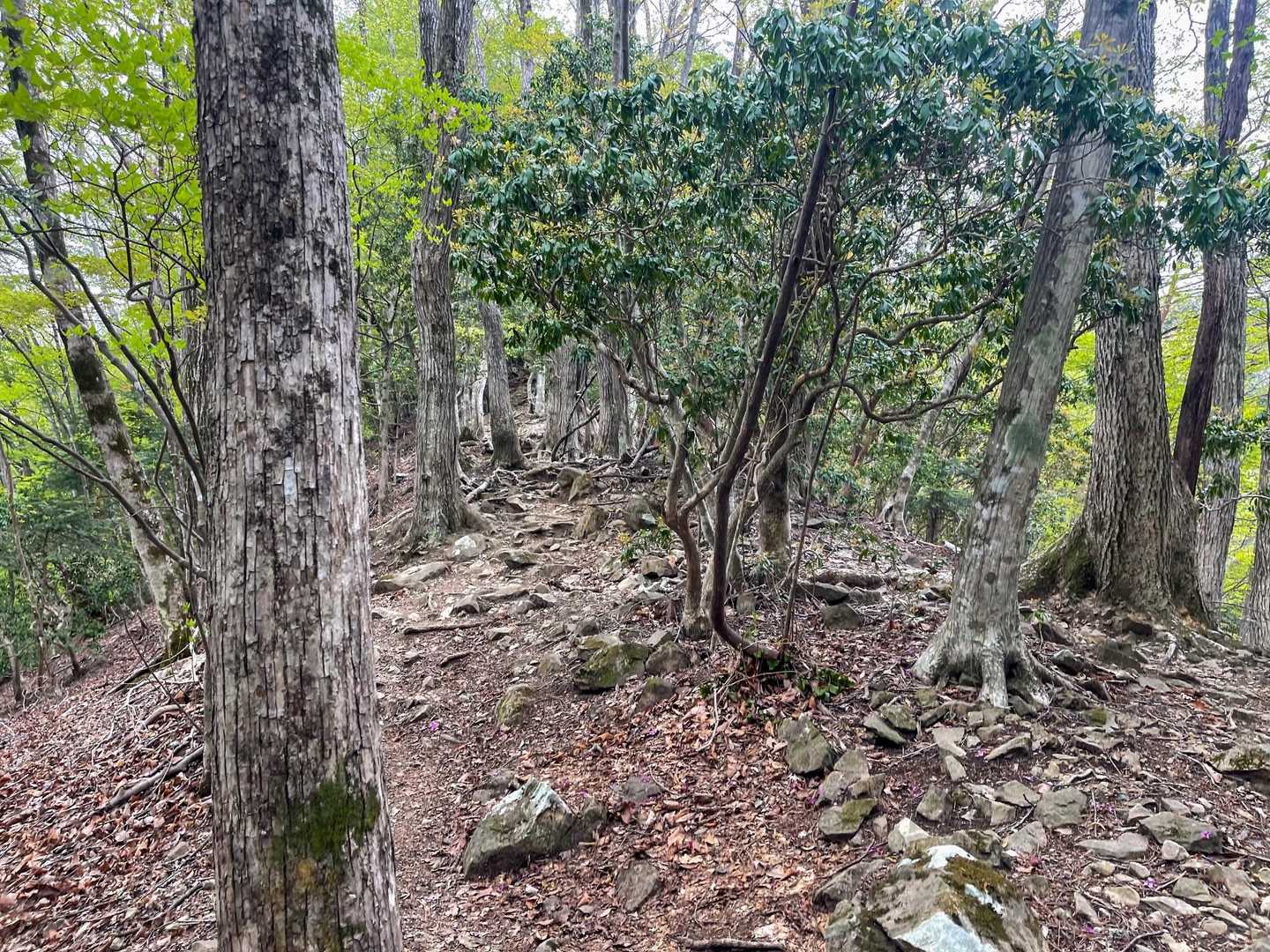どんどん登りますよ〜。道もゴツゴツしています。
