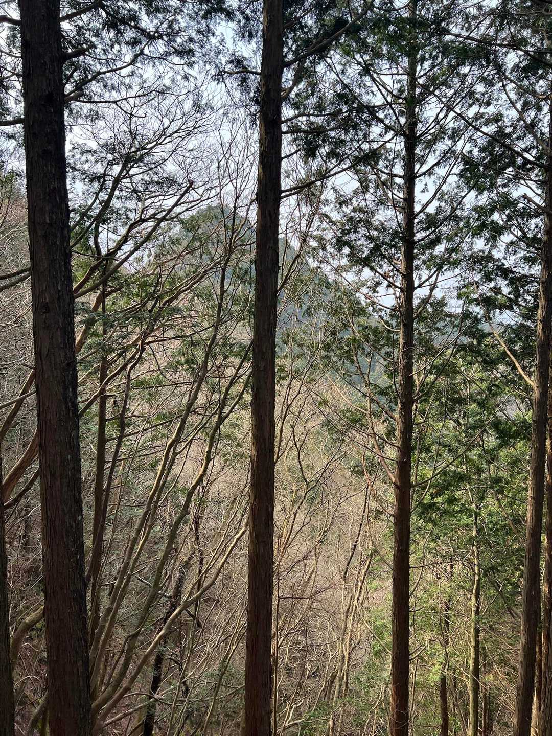 さっきまで居た 矢頭山☺️