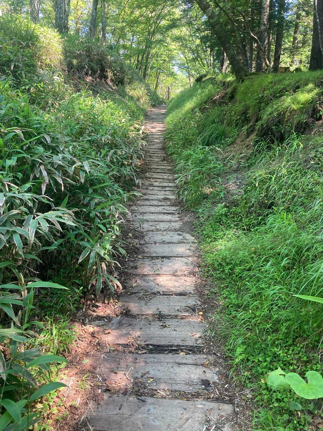 歩きやすい木道🚶