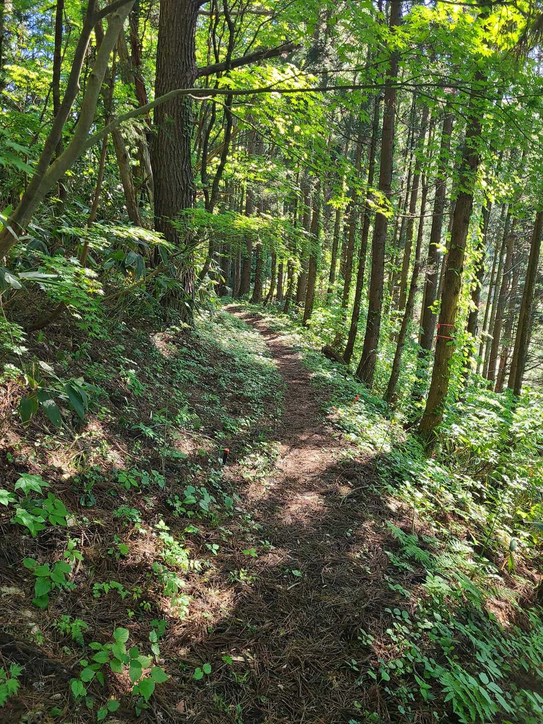 キレイな山道です😊木漏れ日が心地よい✨