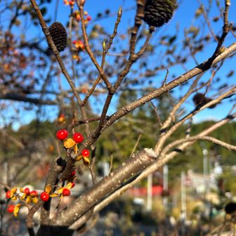 クリスマスってもう少しだなぁ🎄

赤い実🔴とヤシャブシが連想させるよ😄