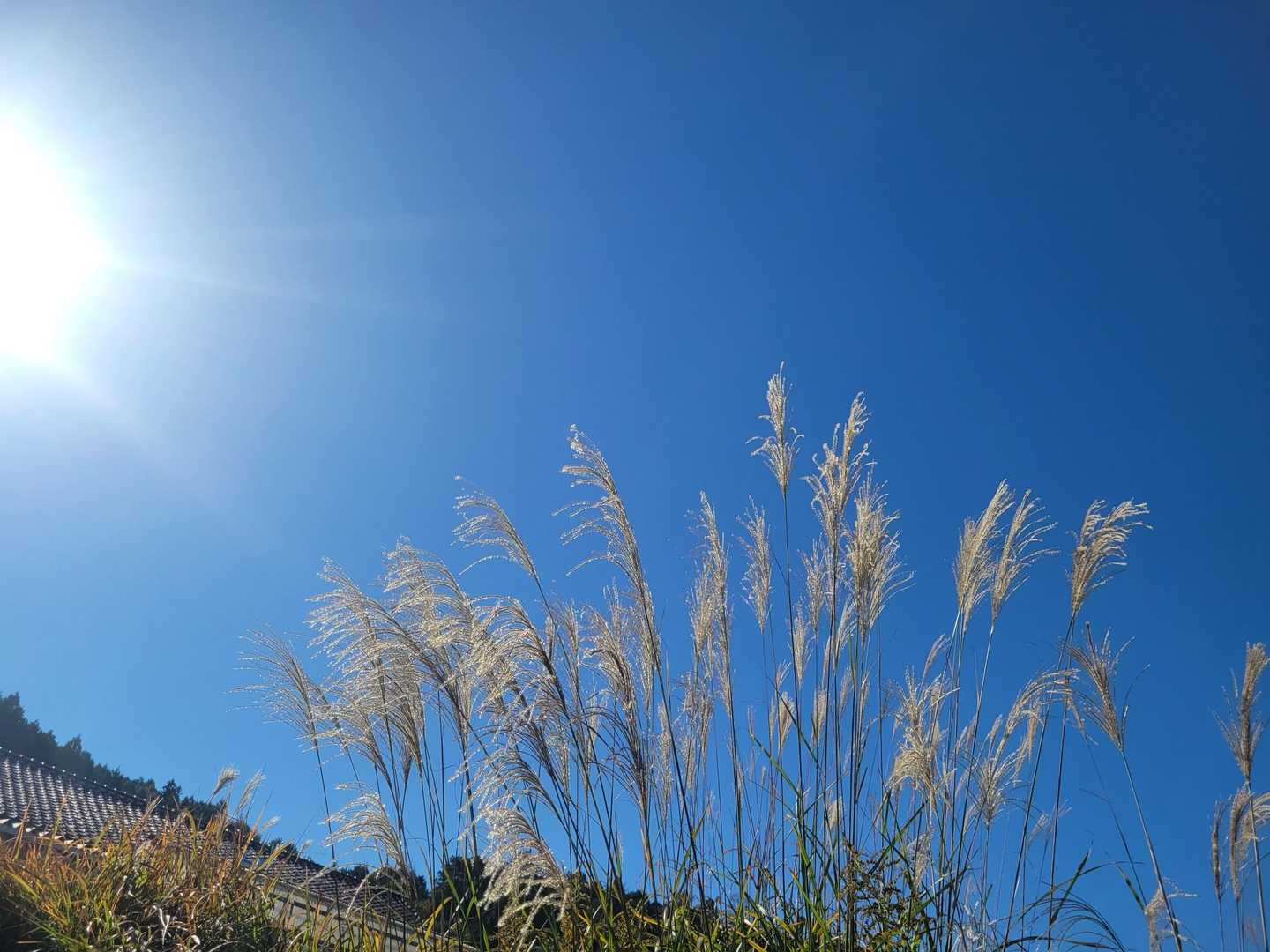 すすき🌾