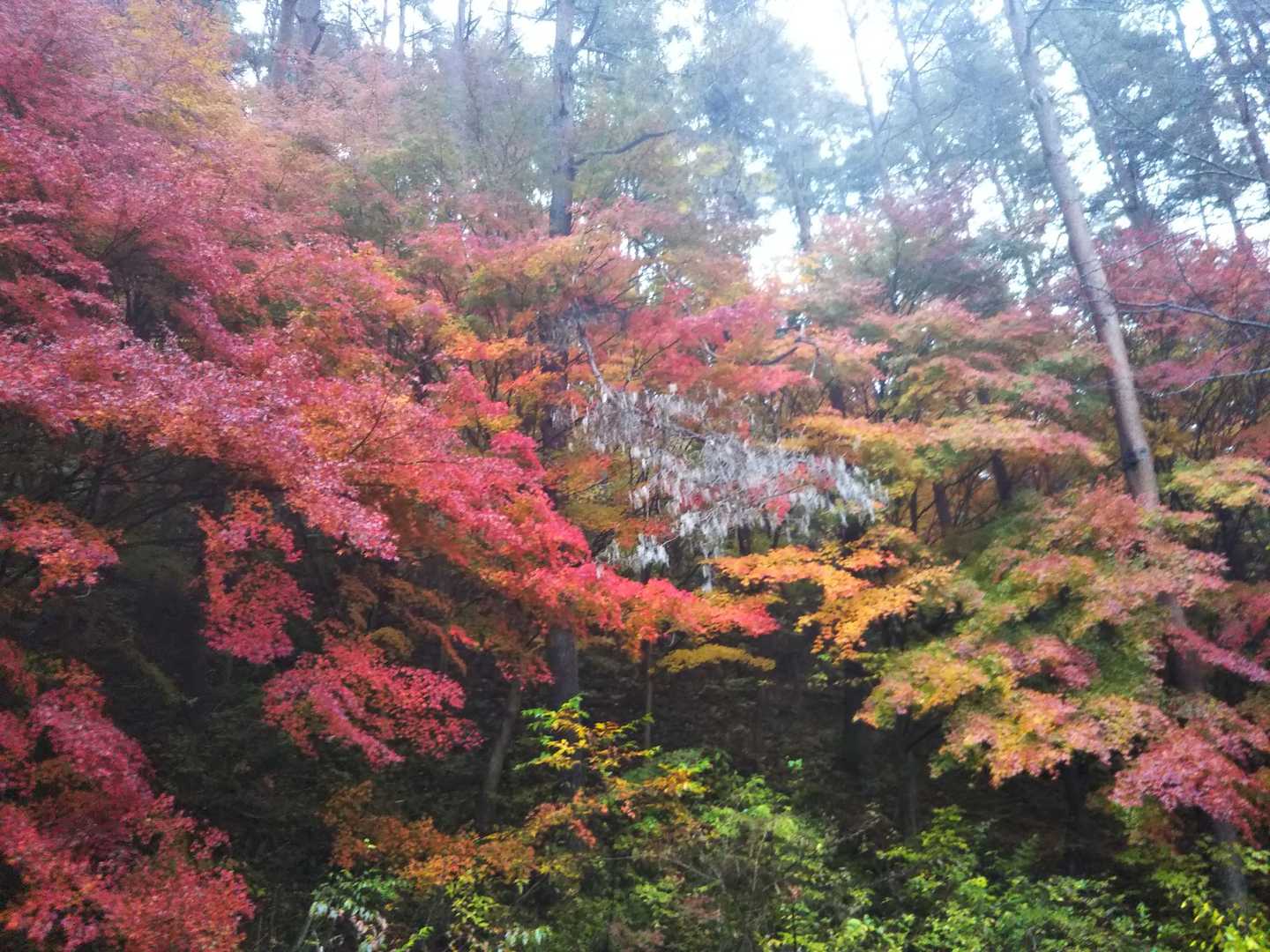 登山道までの林道も鮮やか