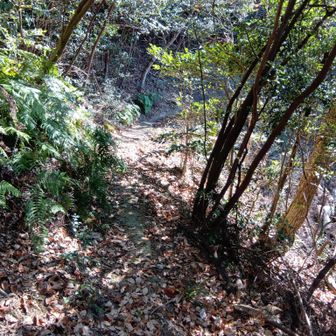 冬の落ち葉はホント滑りやすい💦お気をつけくだせぇ