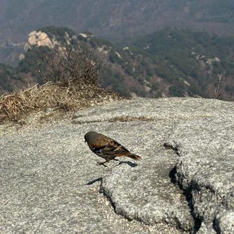 休憩していたら雀(？)がきました
