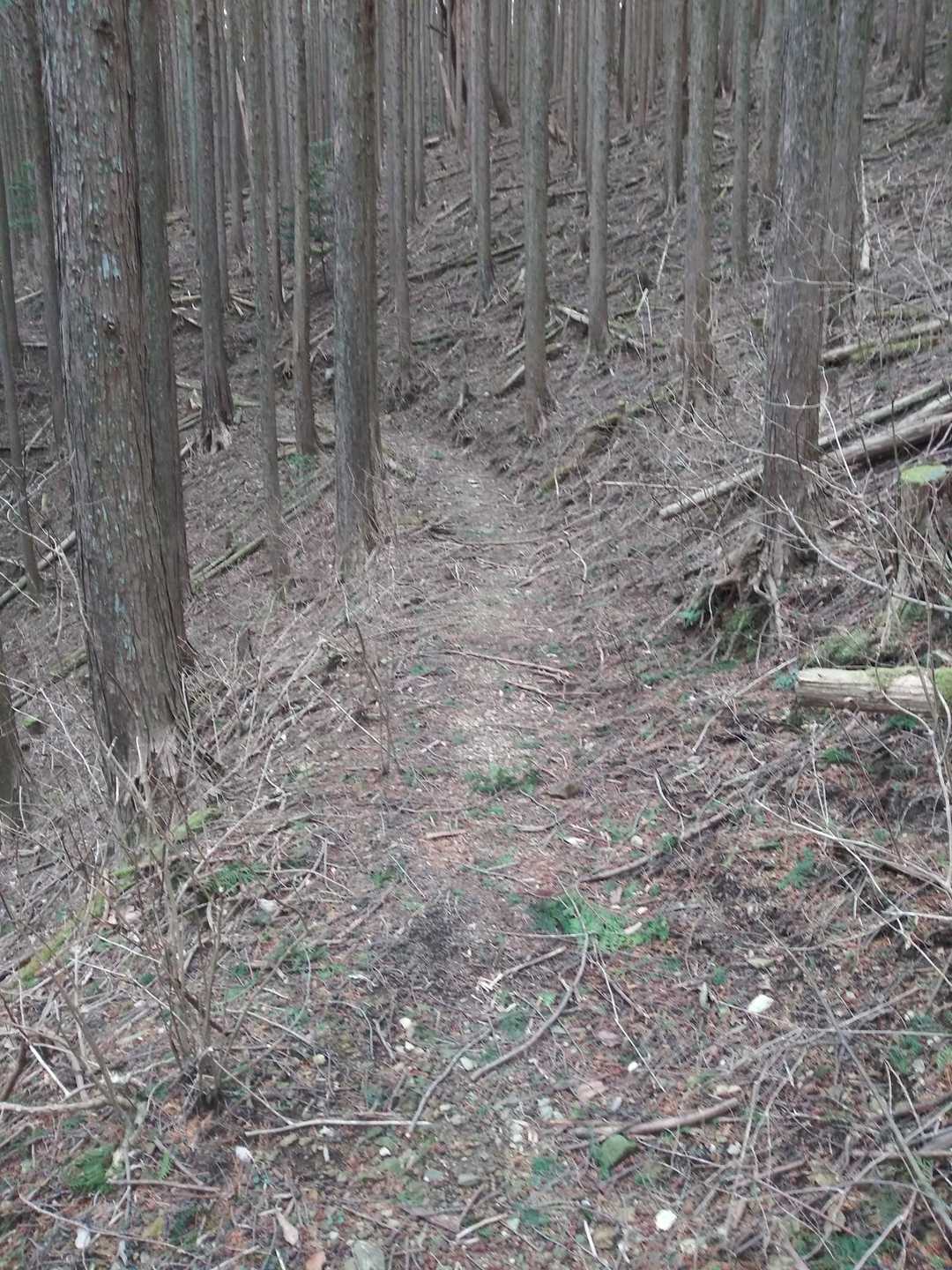 歩きにくいのは最初だけ　他はこんな感じ　少々枝が邪魔だが緩やかなアップダウンが殆んどなので良いペースで歩ける