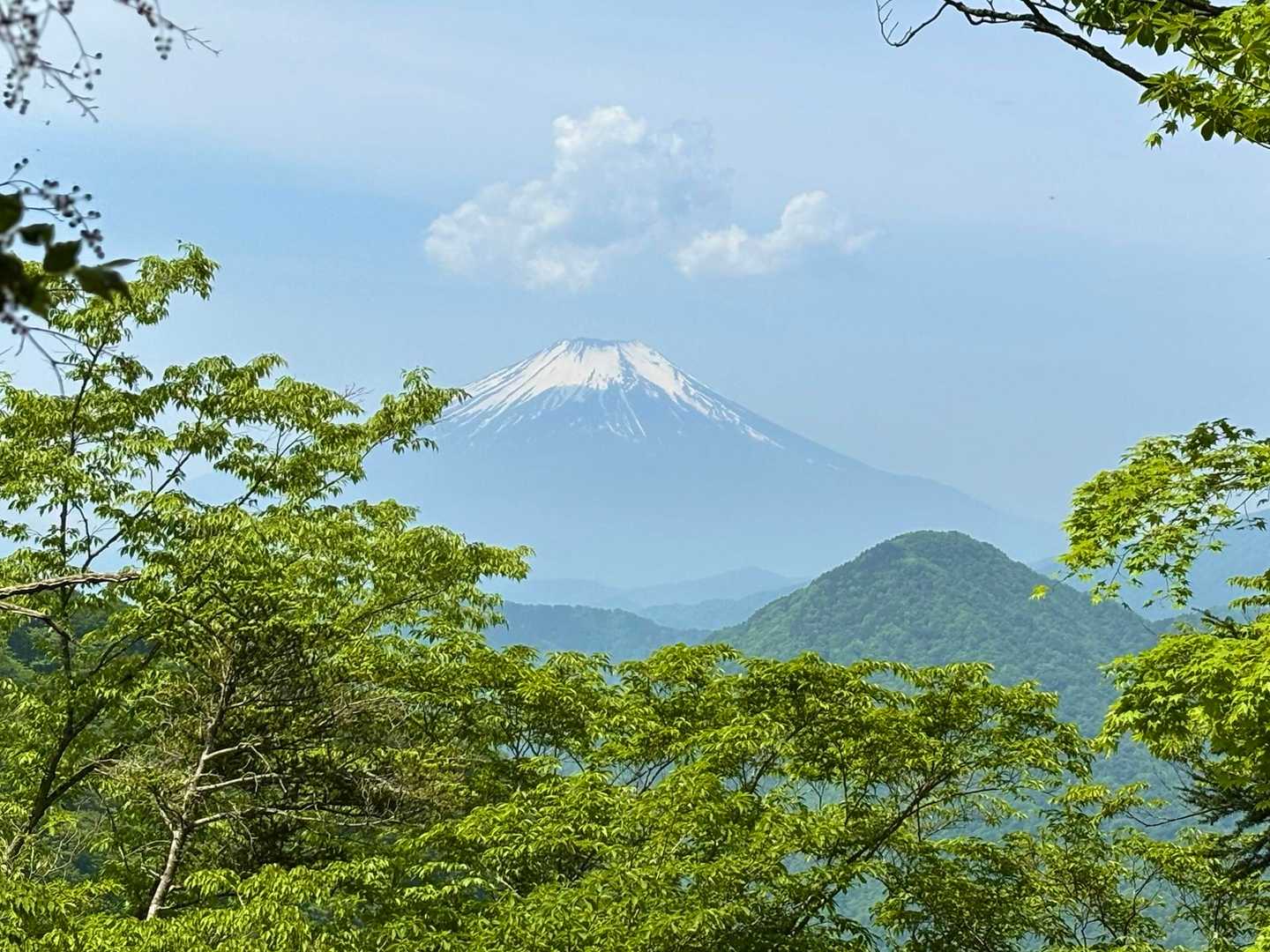新緑と富士山