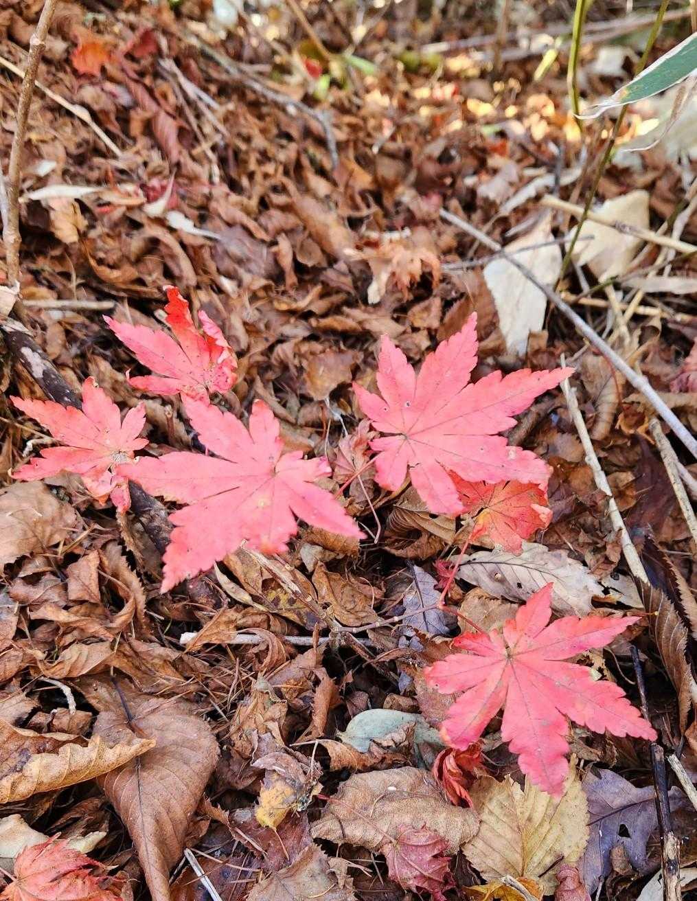 もみじ🍁の幼木です。