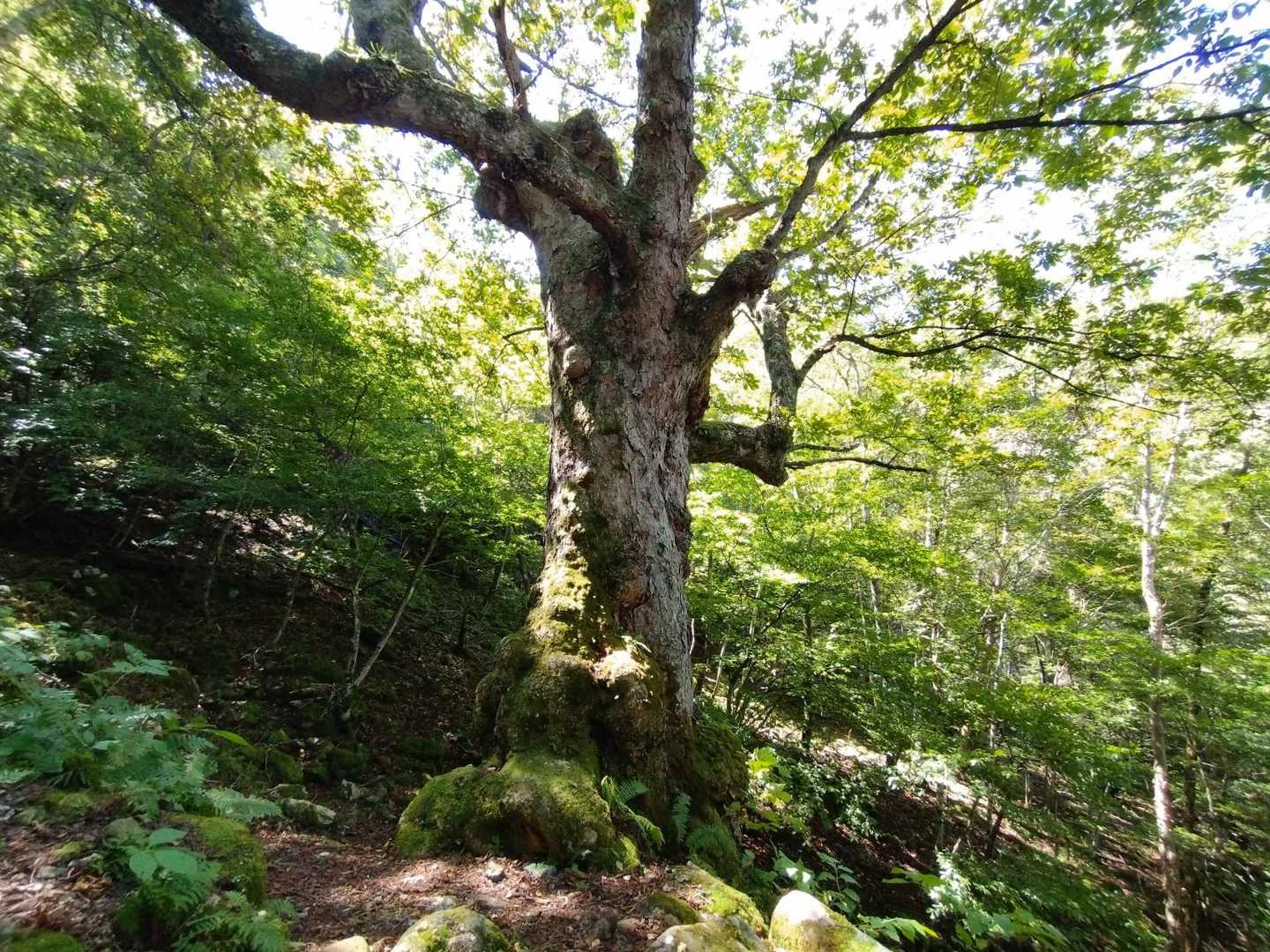 茂来山 往復コースの写真