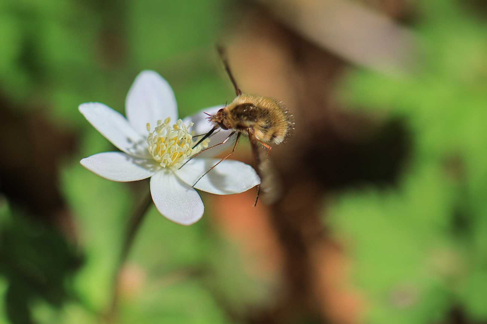 チューチュー🐝