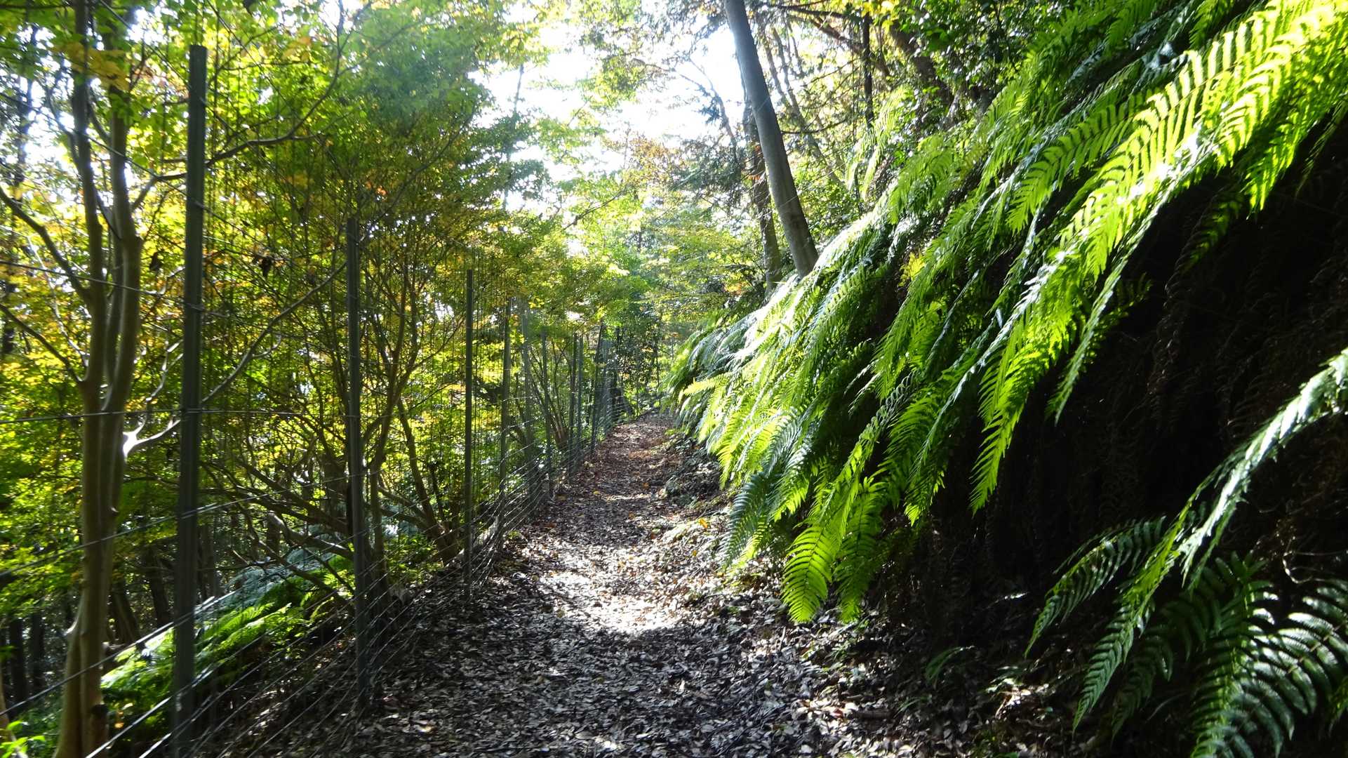 🍂 城台山(223m)4△から台山公園「播隆の森」駐車場へ...............🥷💨