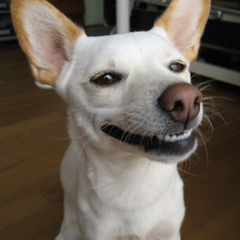 べちこジャンプ