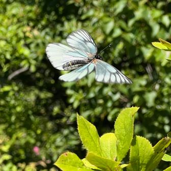 ミヤマシロチョウに逢いたくて🦋✨ / sinoさんの登山データ | YAMAP