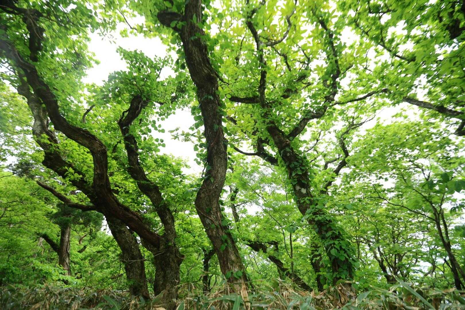 真山 往復コースの写真