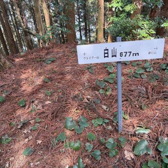 ここに来るのを忘れていましたので戻って来ました。😅