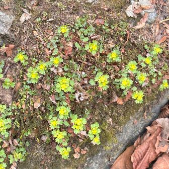 ツルネコノメソウ