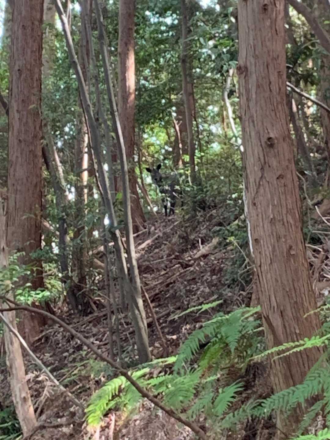 矢倉山 往復コースの写真