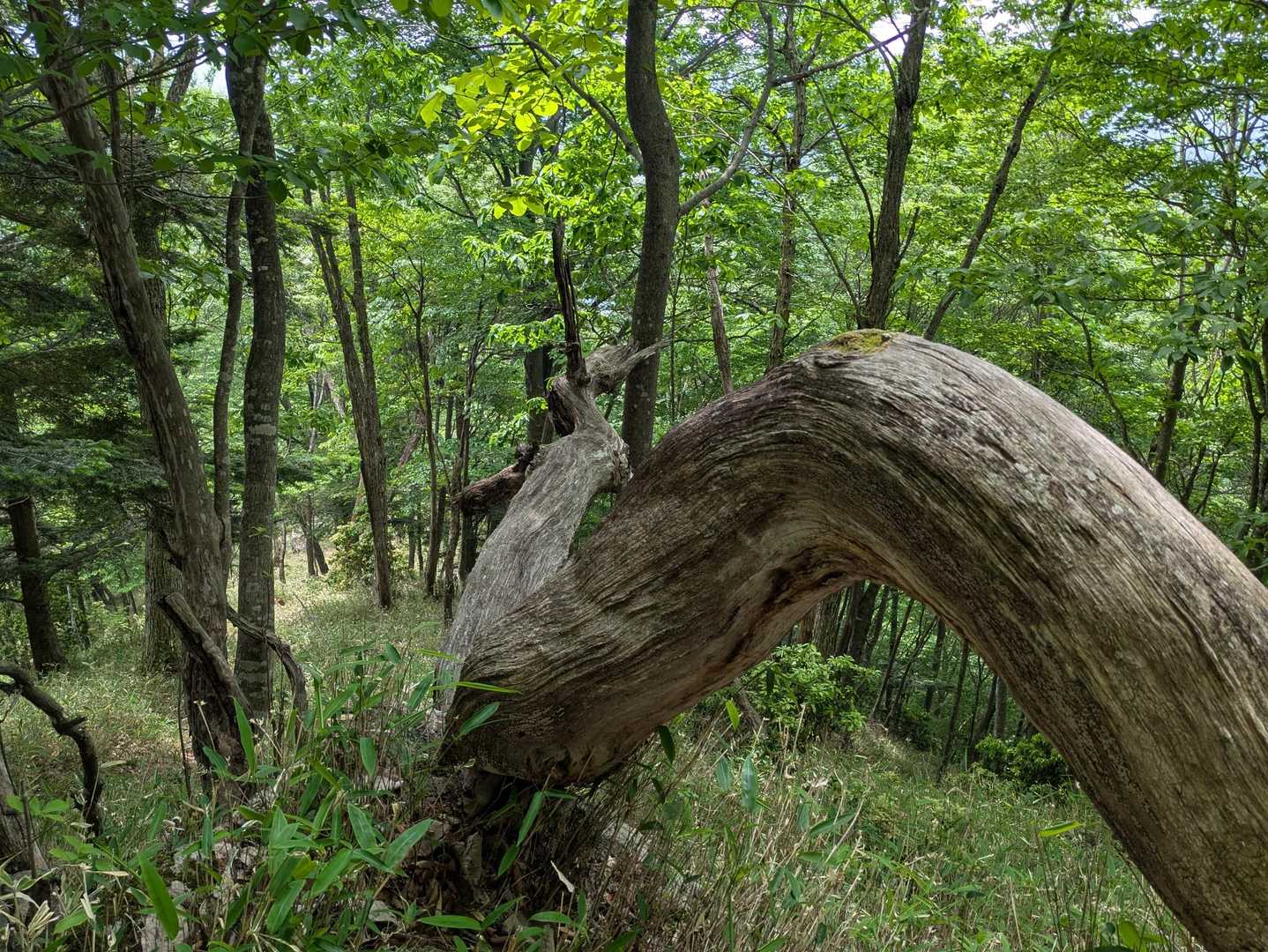 龍🐉のような🌳👀