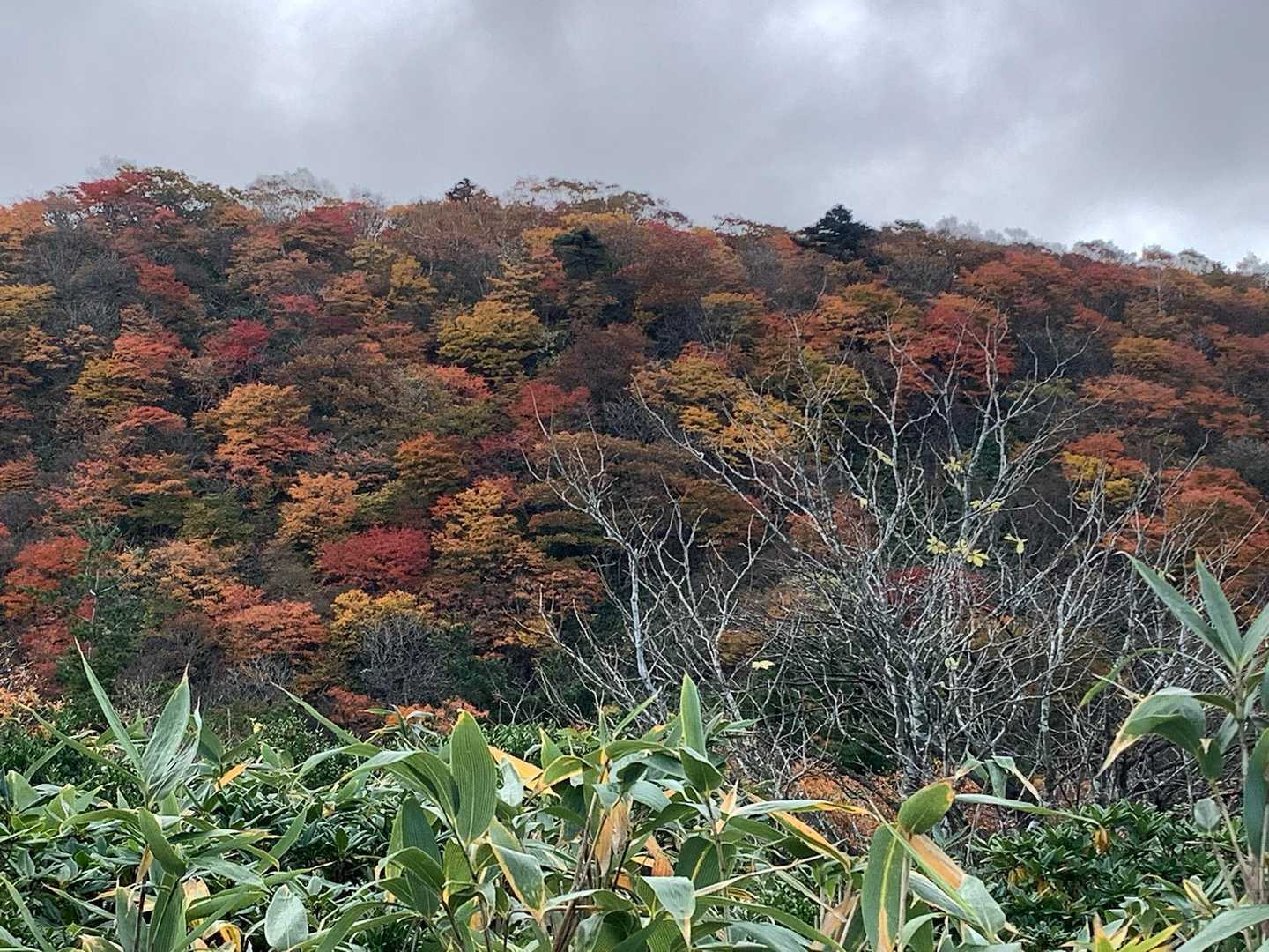 紅葉綺麗〜🍁