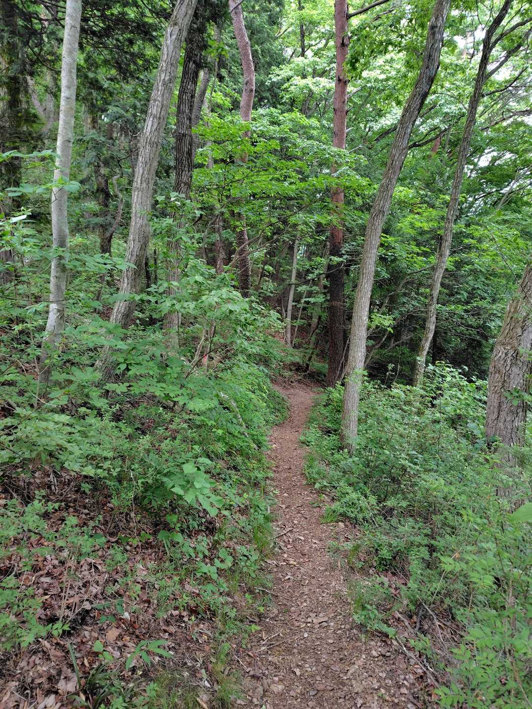 関山登山道入口-阿夫利神社-関山-内松登山口 周回コースの写真