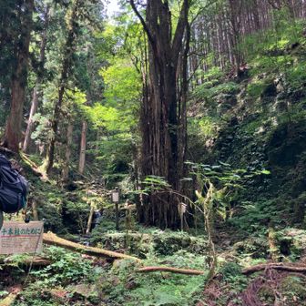 千本柱です
数えるには時間が足りません⏳