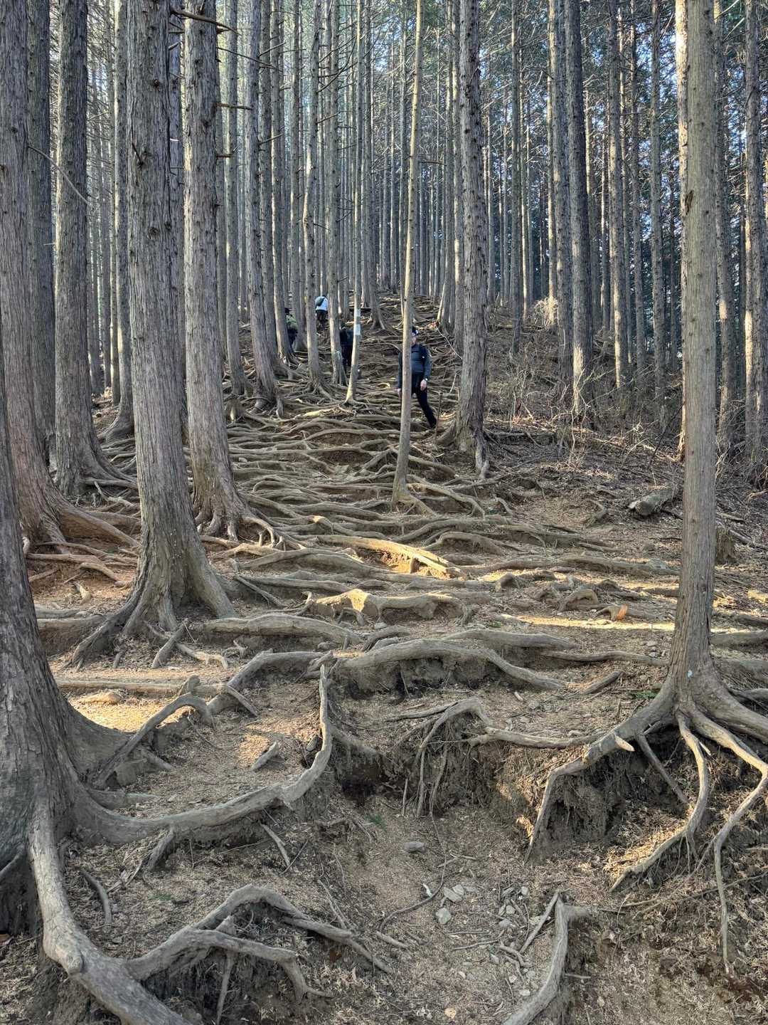 かなりの急登...伝わらないけど。