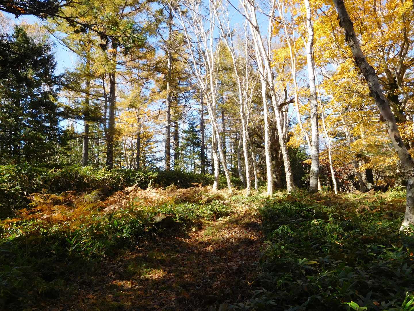 日影峠-日影平山-平金乗越-丸黒山 往復コースの写真