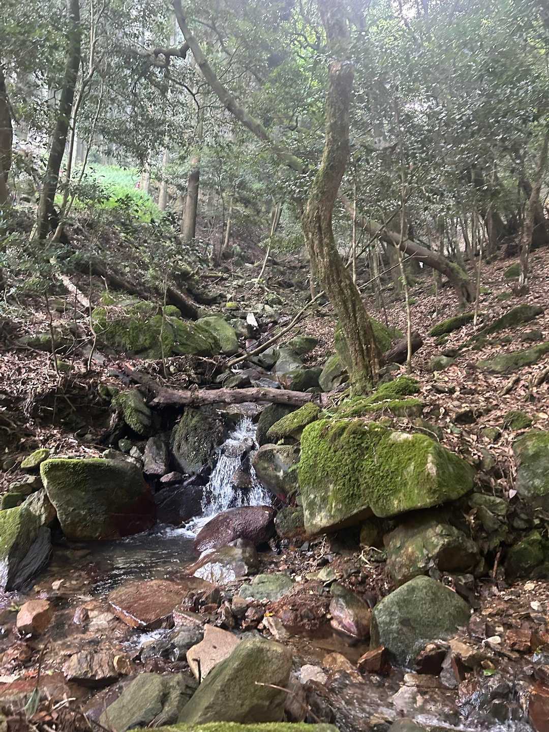 さわさわさわ
