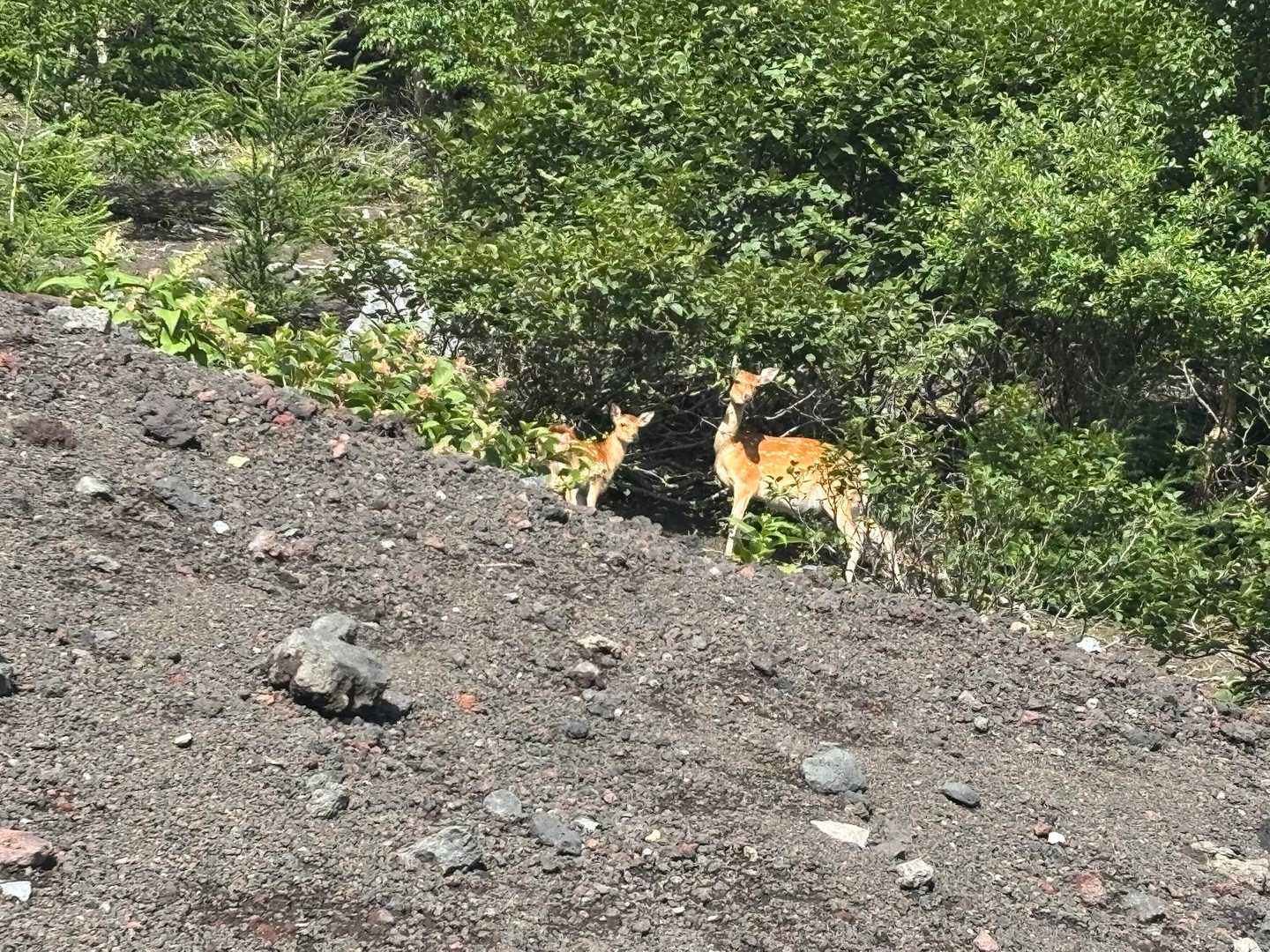 おわり🦌🦌