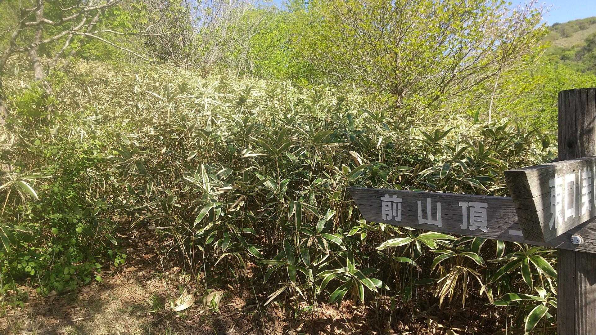前山に行く登山道は完全な藪こぎ。胸上のクマザサを掻き分けながらGPSを便りに進む。ちょっと怖い😱