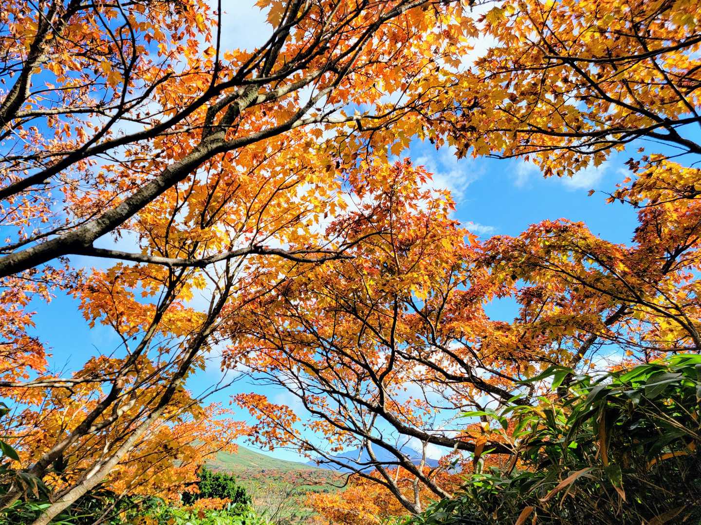 紅葉のトンネルもいい感じ！