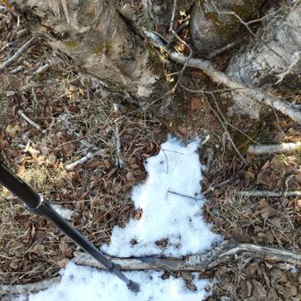 水分補給と思って立ち止まってふと下を見たら家の愛犬が💦　雪と樹の実が作った偶然の産物😳