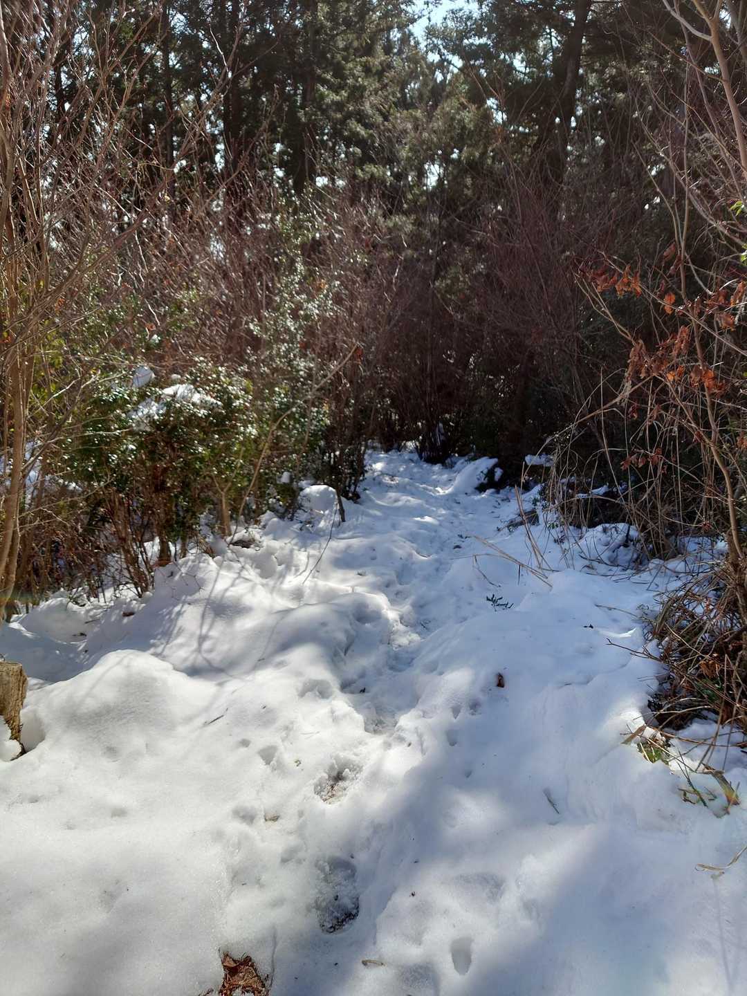 黒森山登山口-黒森山 往復コースの写真