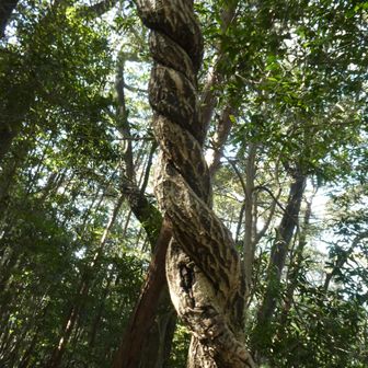 人の手で捩じり巻かれたように見える。