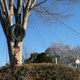 クリスマスですねえ🎄
