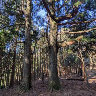 二本杉はコレかな？