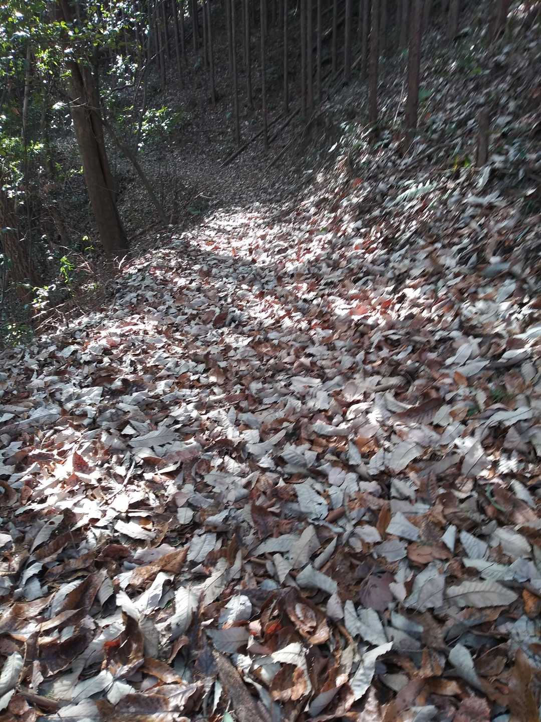 落ち葉の量が凄まじい