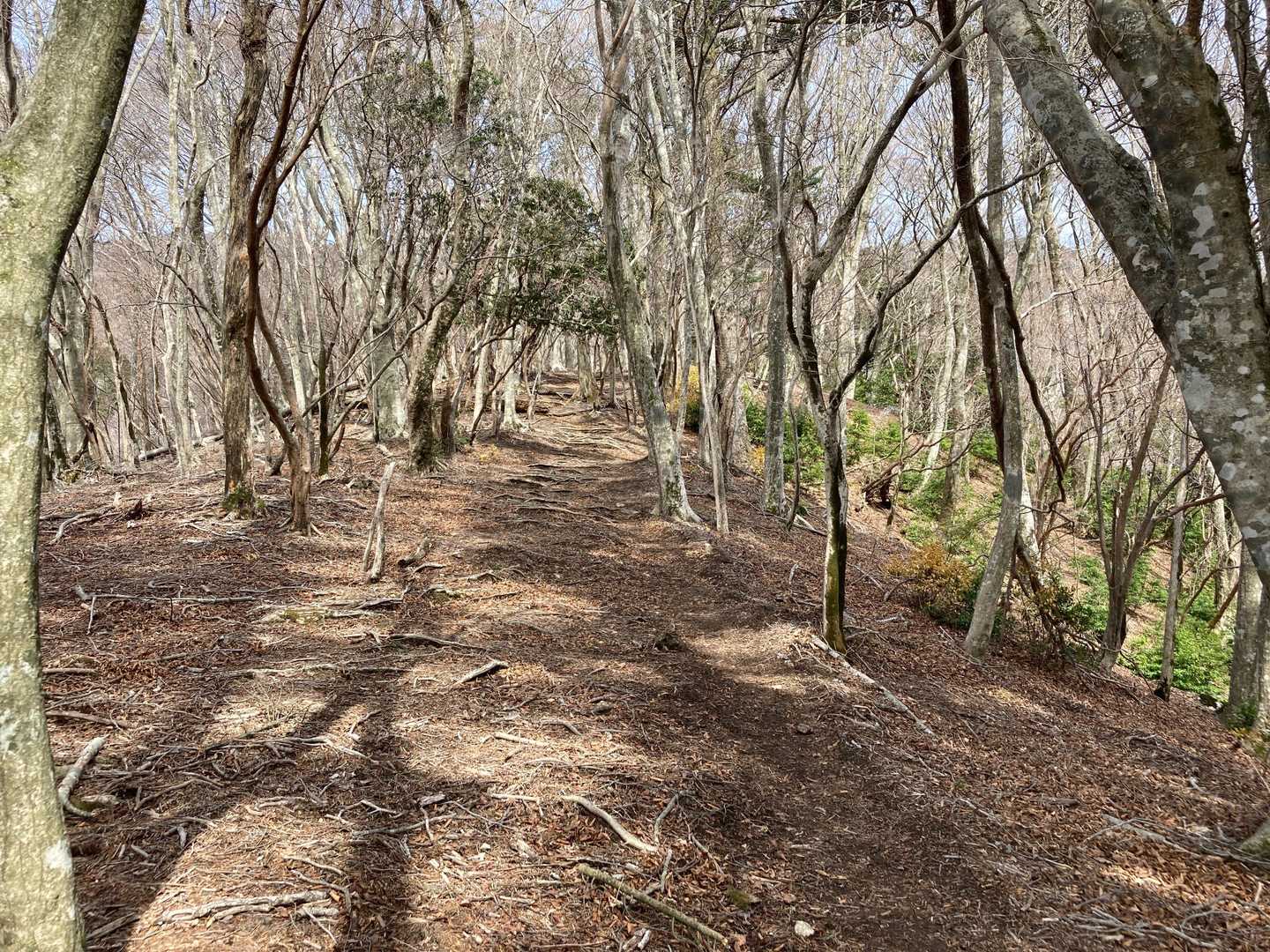 大久保山-八面山-三本杭 往復コースの写真
