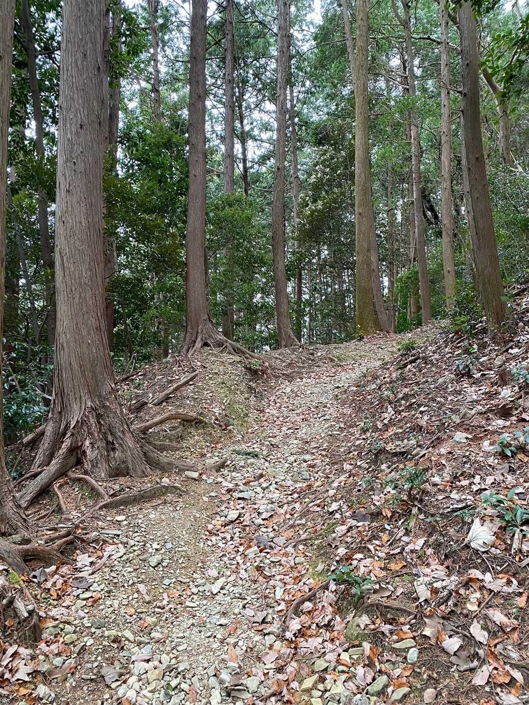 国束山 往復コースの写真