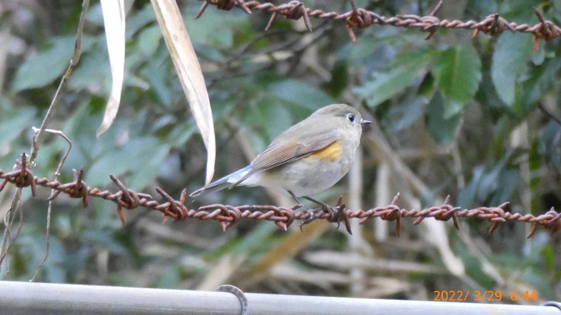 ルリビタキちゃんです。