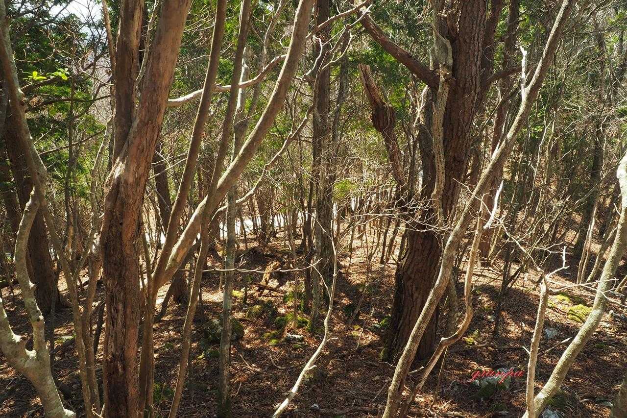 折角の山歩き・・・林道は歩かないぞ！