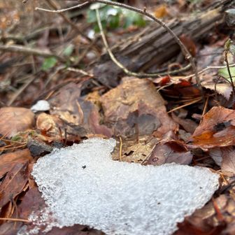 この間の雪が残ってる

雪の結晶が氷になってた
まだ冬なんだよね